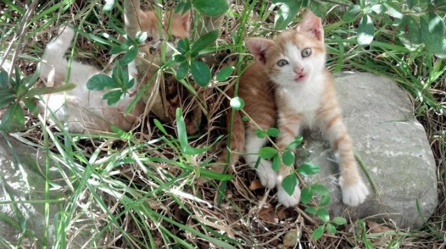 _勇士开启三分狂潮，火力全开_，勇士三分战术名称