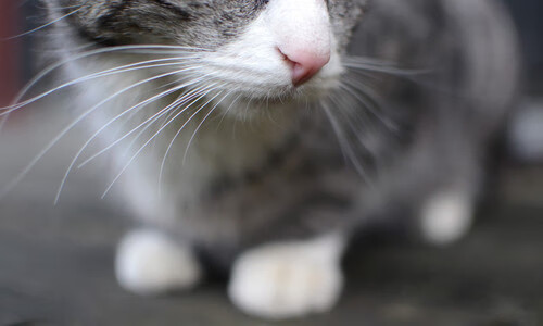 _奇才队展现团队实力，争夺季后赛席位_，奇才队队员名单