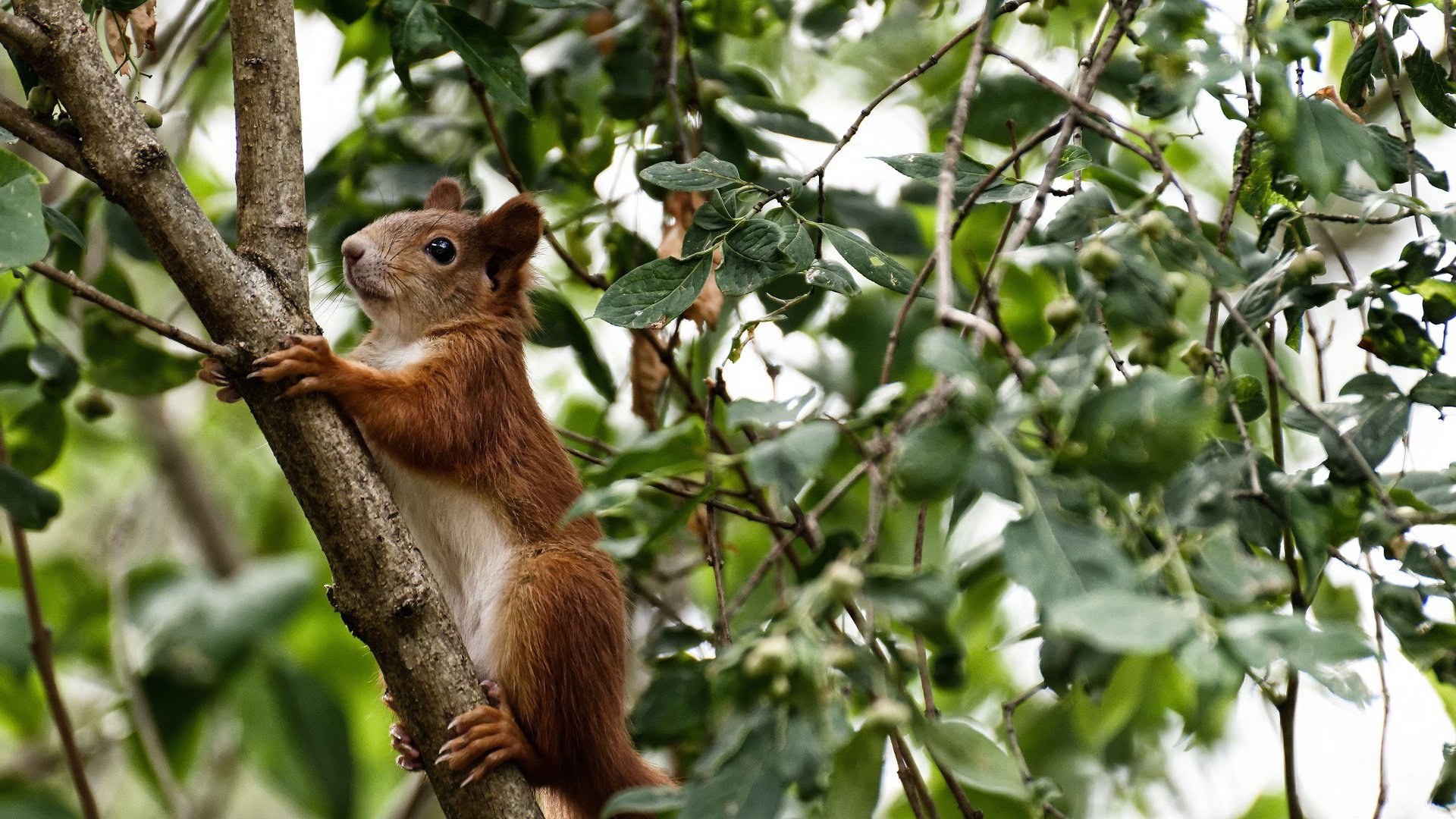 巴黎圣日耳曼夺得2023-24赛季法甲冠军，巴黎圣日耳曼法甲几连冠了