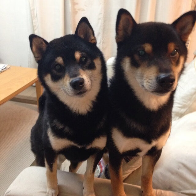 少年骑士挑战赛：青少年的速度对决，少年骑士队百度百科