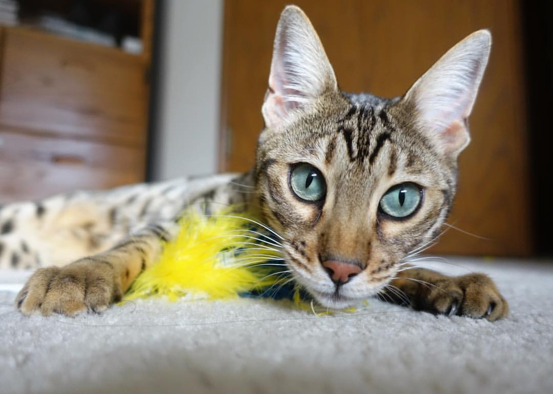 星际争霸2“银河狂潮”预选赛开启，星辰璀璨，showtime星际争霸2