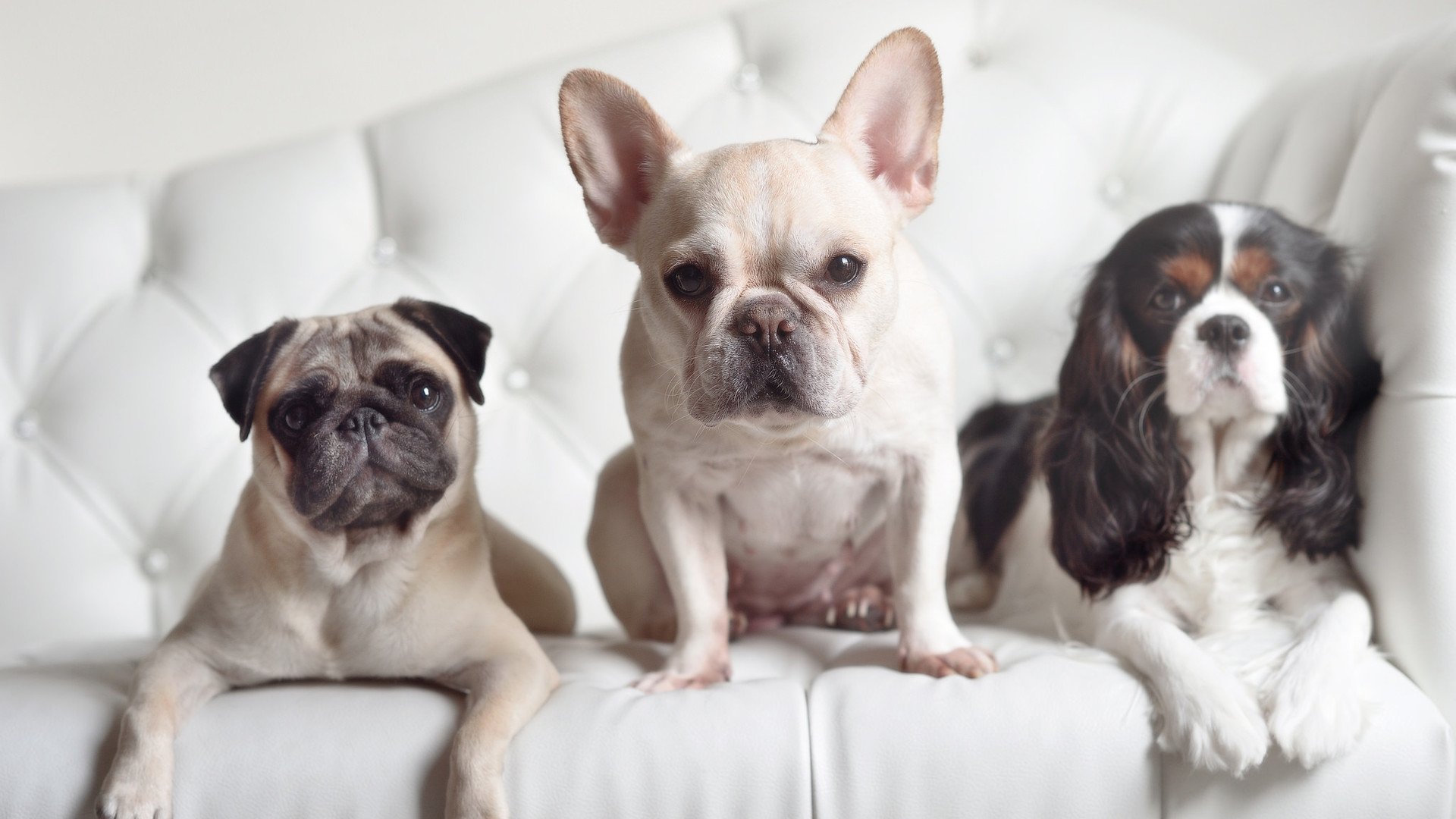 逆境中的“荣耀时刻”，永恒的欧冠经典，荣耀冠军足球