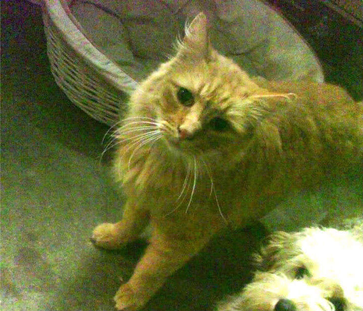 高价签约引关注：是否能如愿带来战绩飞跃？，签约价格