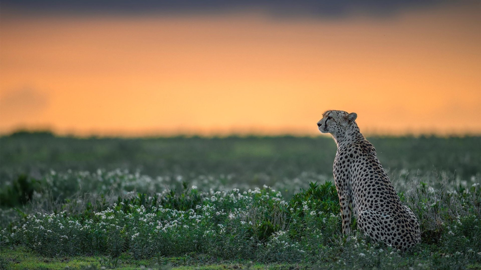 加克波在对阵切尔西的比赛中贡献关键助攻，加里切克