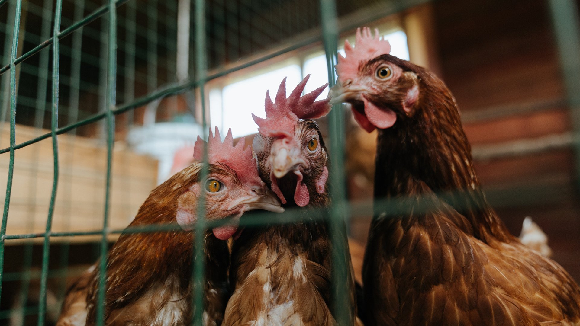 篮球专项体能训练的疲劳恢复策略，篮球体能训练30种方法及要求文库